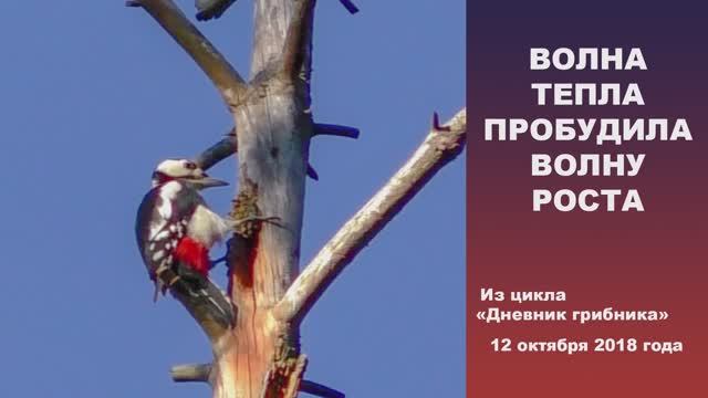 Волна тепла пробудила волну роста. Дневник грибника 12 октября 2018 года. смотреть онлайн