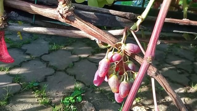 Виноград в Подмосковье на 29 августа и немного о себе. смотреть онлайн