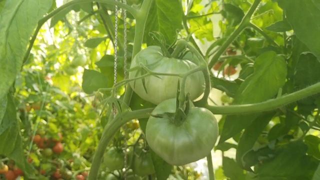 Подмосковье.Обзор томата фиолетовый коньяк и Юрмала. смотреть онлайн