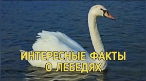 жизнь лебедя (про лебедя)