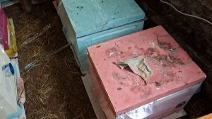 Способ подкормки канди пчёлам зимой. 1 января 2026 года.