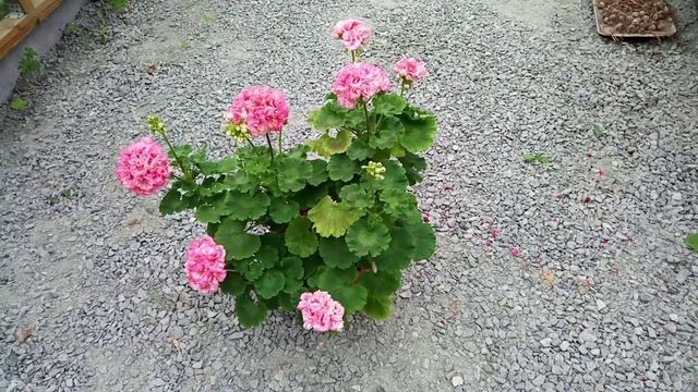 Розебудные пеларгонии. Часть 2 - трое из ларца... смотреть онлайн