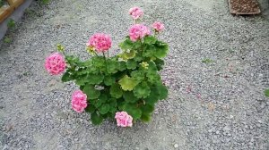 Розебудные пеларгонии. Часть 2 - трое из ларца...