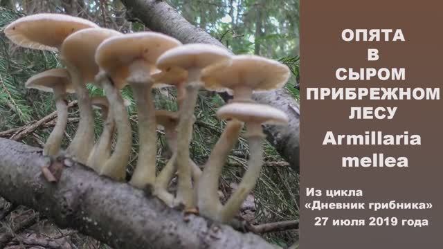 Опята в сыром прибрежном лесу. Дневник грибника 27 июля 2019 г. смотреть онлайн