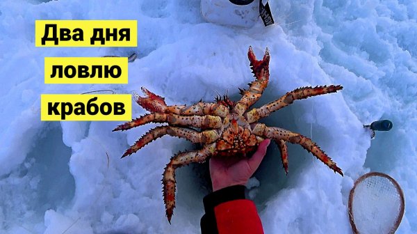 Два дня крабалки. Успели урвать краба перед пургой