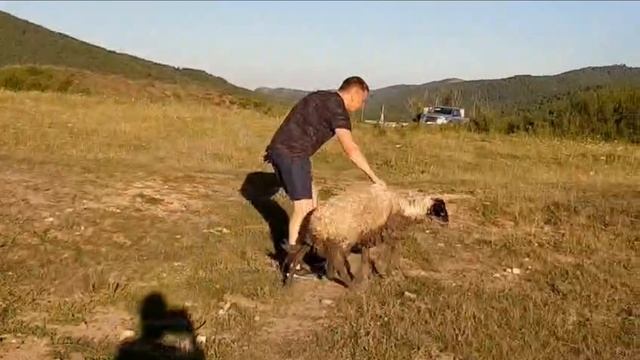 Спасение овечки смотреть онлайн