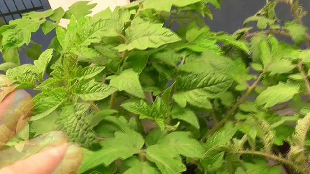 О подсветке рассады - лампа Марс Гидро, Флора и другие. смотреть онлайн