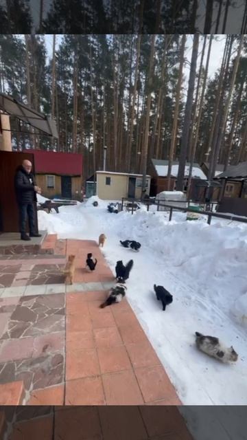 Котики. Просто котики.. смотреть онлайн