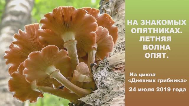 На знакомых опятниках. Летняя волна опят. Дневник грибника 24 июля 2019 года. смотреть онлайн