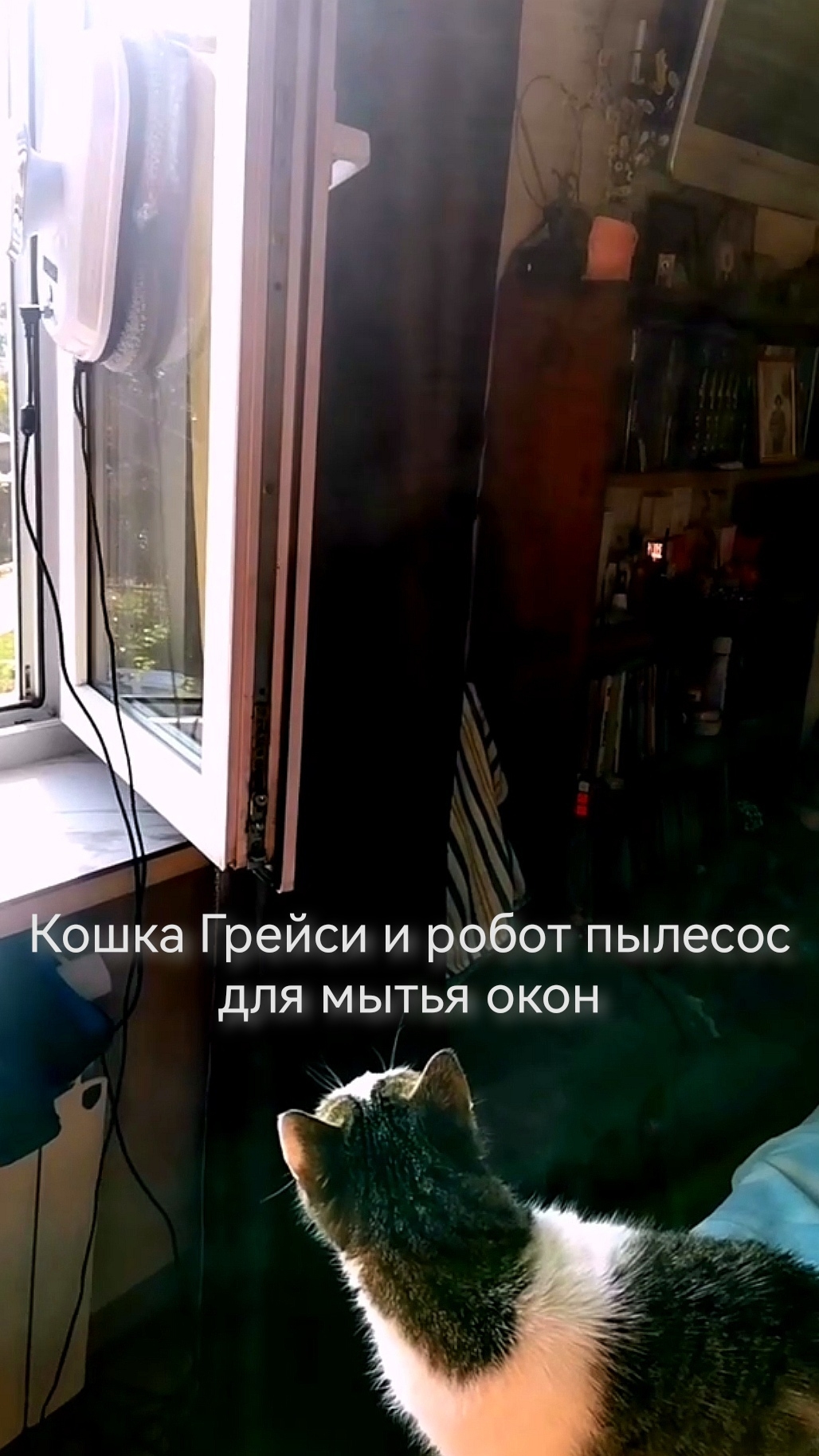Когда кошка Грейси увидела робота... мойщик окон😻
