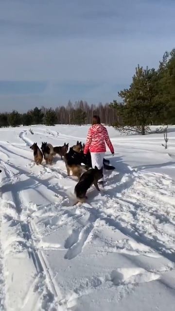Детский садик для собак. Немецкие овчарки
