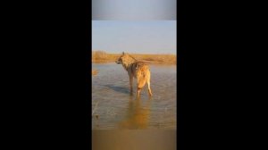 Охота на волков 3.