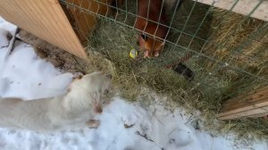 Лиса-Алиса. Лис Игнис хочет подарить Белому игрушку