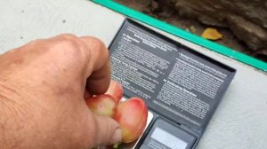 Виноград с самой КРУПНОЙ ягодой на НАШЕМ участке (2025)