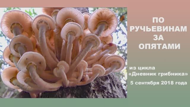 По ручьевинам за опятами. Дневник 5 сентября 2018 года. смотреть онлайн