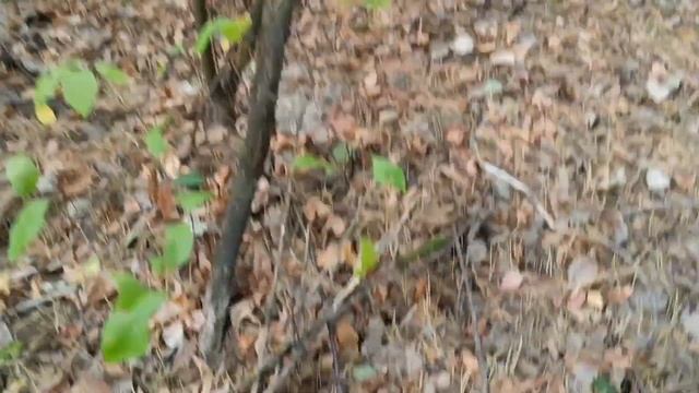 Грибы в сентябре. Зонт пестрый. Первая волна уходит! 07.0 смотреть онлайн