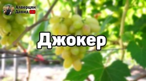 Обзор сортов винограда 2025 🍇