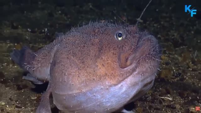 ЧАВЫЧА И ЧЁРТ морской (про женскую логику и мужскую свободу). КРУОЛЕ. 2025 год