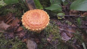 Дневник грибника 6 сентября 2017 года.