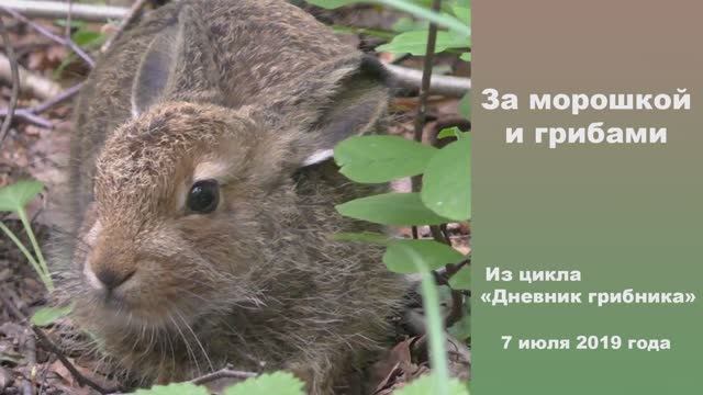 За морошкой и грибами. Дневник грибника 7 июля 2019 года. смотреть онлайн