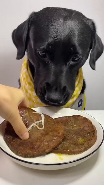 Как правильно кормить собаку? ПОСЛУШНО.РУ