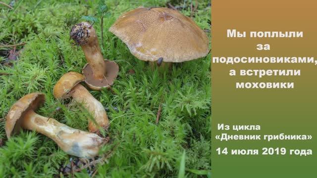 Мы поплыли за подосиновиками, а встретили моховики. Дневник грибника 14 июля 2019 года. смотреть онлайн