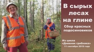 В сырых лесах на глине. Подосиновики красные. Дневник грибника 11 сентября 2019 года
