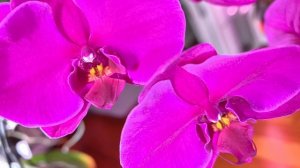 С НОВЫМ ГОДОМ! ОТДЫХАЕМ 🌹🎄