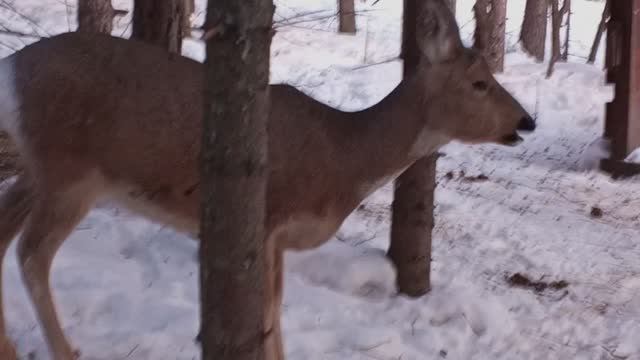 Лосиный остров. Единорожек и Барон смотреть онлайн