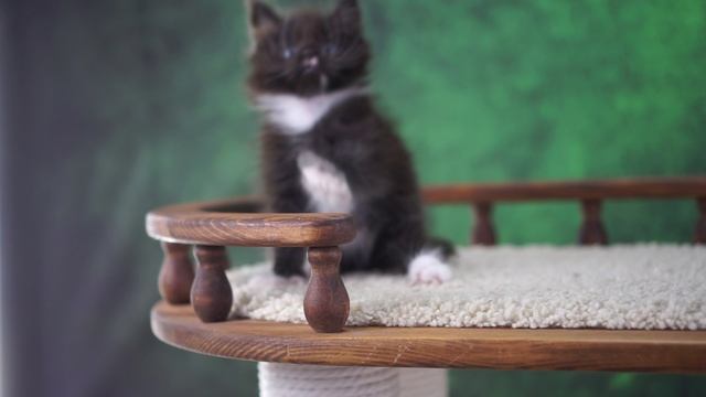 Vermont 1,5 месяца смотреть онлайн