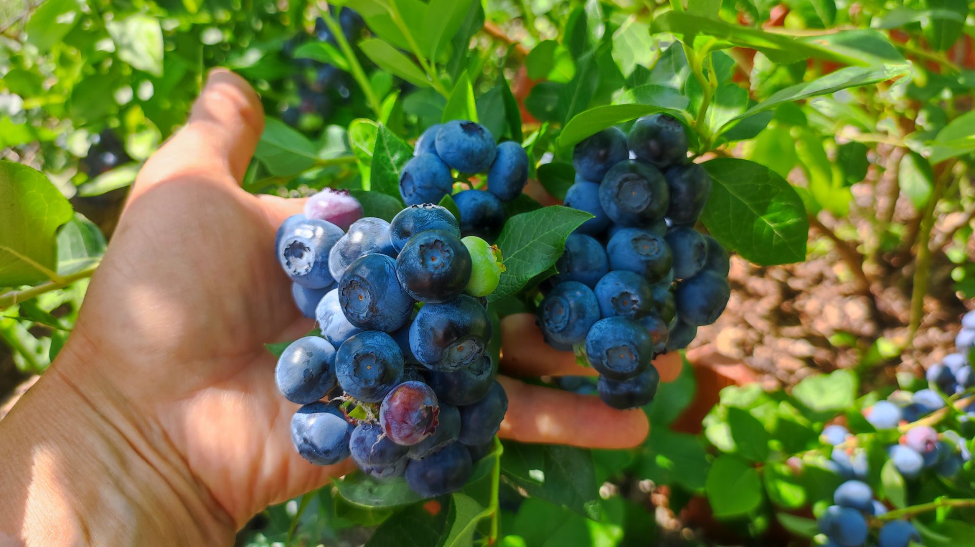 Голубика. Как вырастить достойный урожай. Вкусные сорта. смотреть онлайн