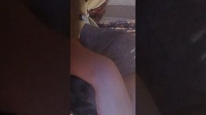 гемотредеш