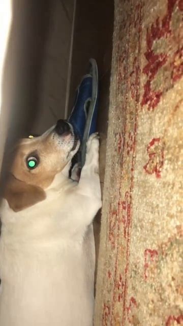 Стоит ли заводить собачку?