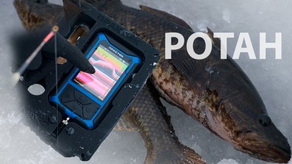 Ротан со льда - инструкция. Эхолот Практик 8 МАКС на сверхмалых глубинах.