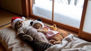 Новый Год у котиков