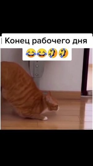 та самая кошка у меня дома: #юмор #кошка #котики #мем #перезалив #коты