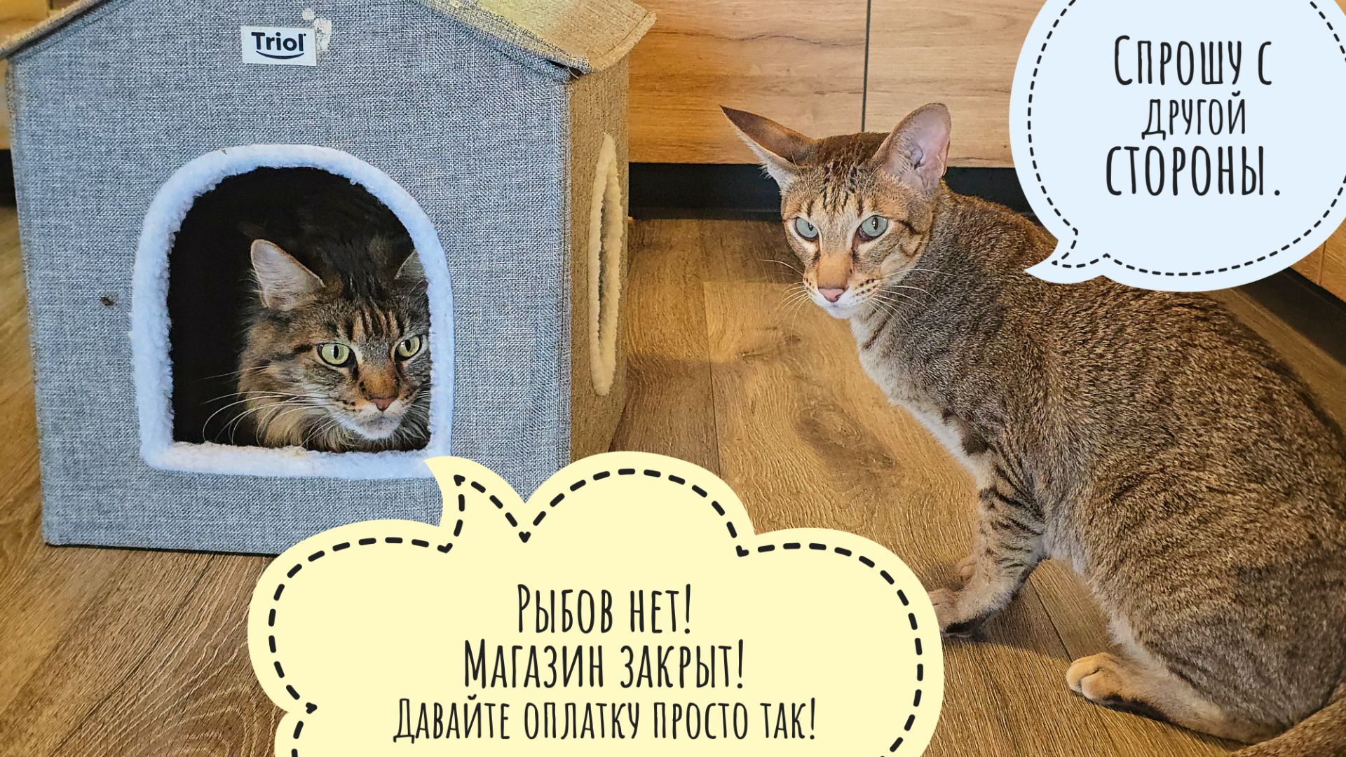 Кошка Морошка и Треугольный кот делят совиный домик. Первое морозное утро года смотреть онлайн