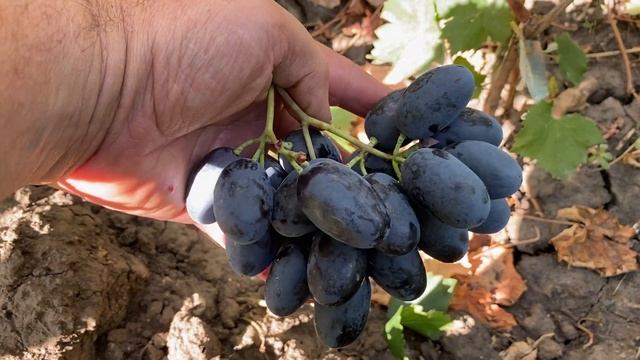 Памяти Бронислава -ранняя, очень крупная пальчиковая ? смотреть онлайн