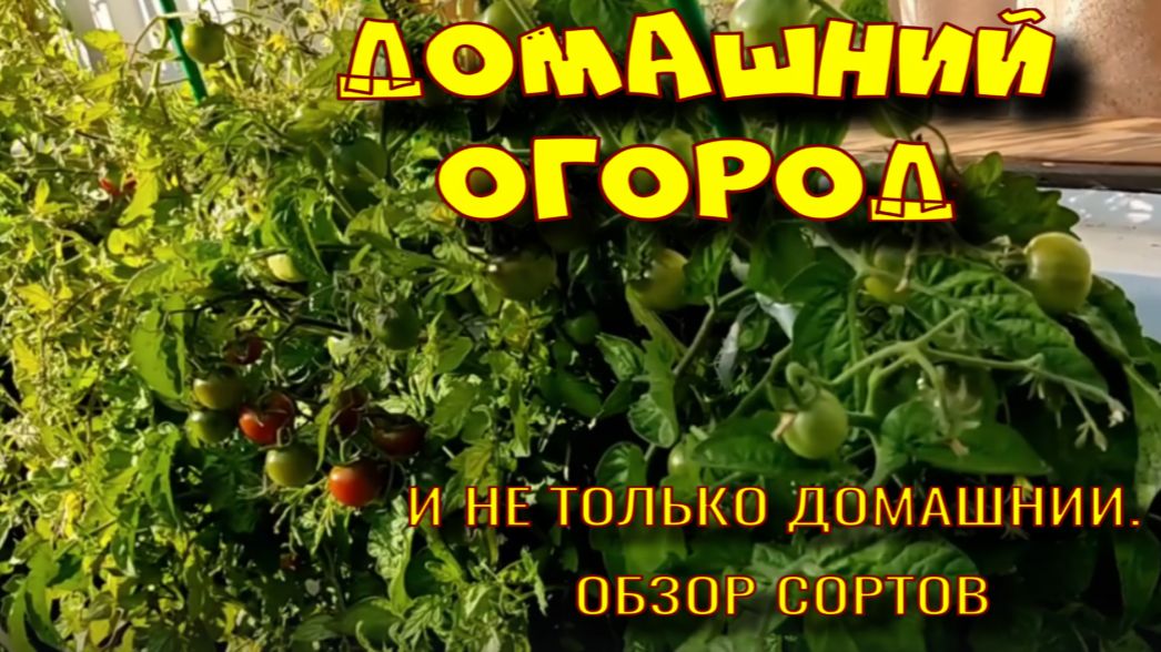ДОМАШНИЙ ОГОРОД. СОРТА ДЛЯ ГОРШКОВ И ДАЧИ! смотреть онлайн