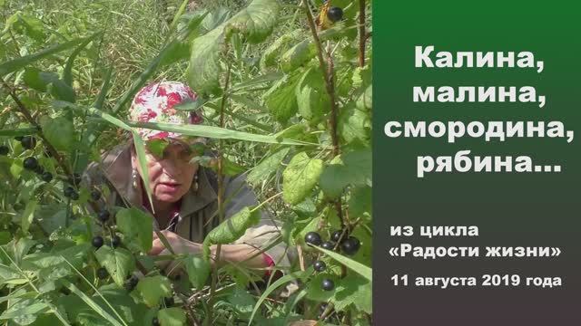 Калина, малина, смородина, рябина. "Радости жизни" 11 августа 2019 года 2019 года. смотреть онлайн