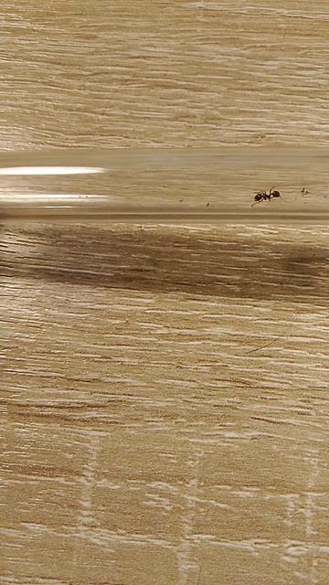 Переселяю муравьёв из пробирки в формикарий 🐜🐜