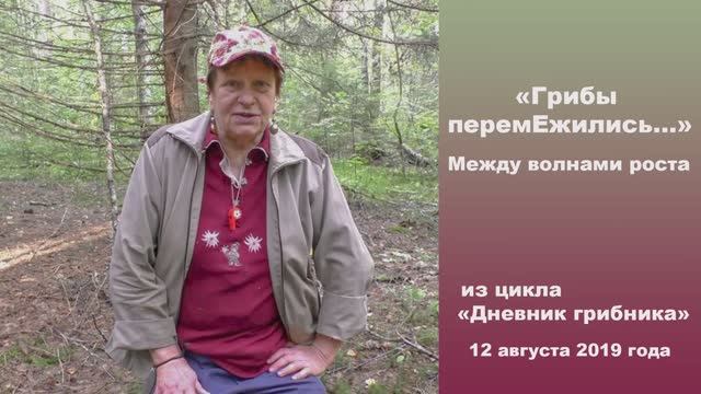 Грибы перемЕжились. Между волнами роста. Дневник грибника 12 августа 2019 года. смотреть онлайн