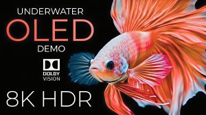 Великолепный подводный мир и его обитатели в 4K. Релакс видео