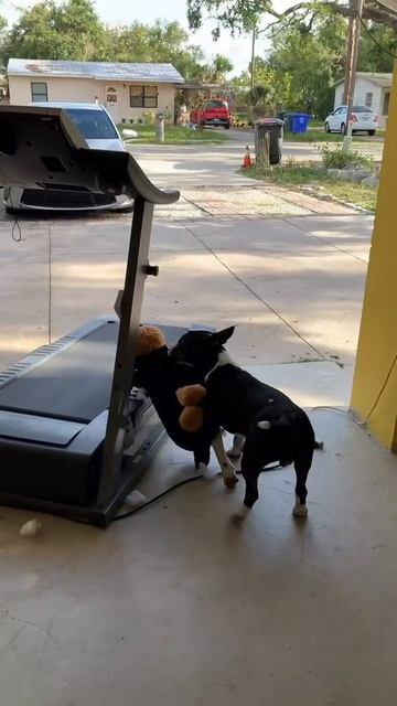 Дрессировка бультерьера.