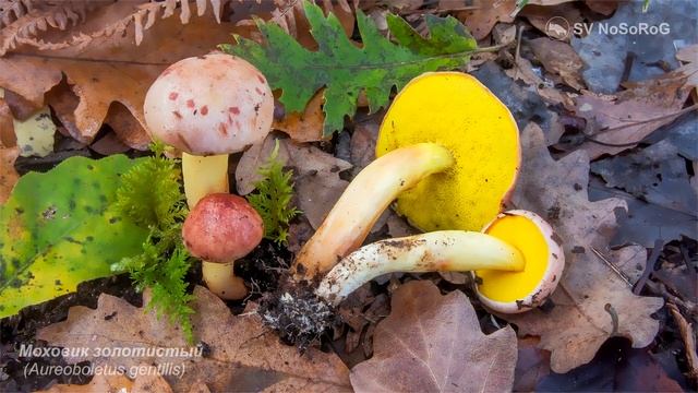 Моховик золотистый (Aureoboletus gentilis) смотреть онлайн