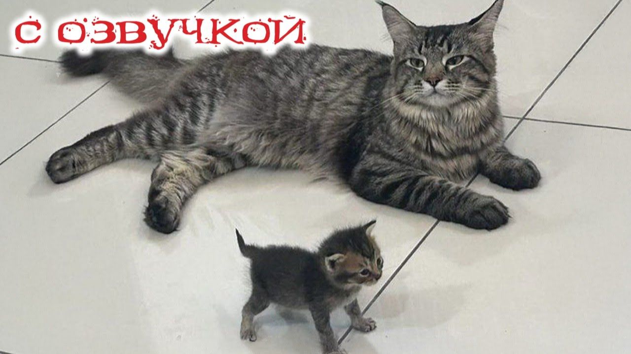 Приколы с котами! С ОЗВУЧКОЙ! Самые смешные животные! СМЕШНЫЕ КОТЫ! УГАР! смотреть онлайн