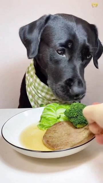 Как правильно кормить собаку? ПОСЛУШНО.РУ