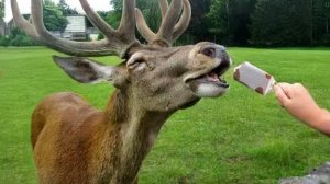 СМЕШНО ДО СЛЕЗ 😹😍 СМЕШНЫЕ ЖИВОТНЫЕ, ЛУЧШИЕ ПРИКОЛЫ С РАЗНЫМИ ЖИВОТНЫМИ 🥰