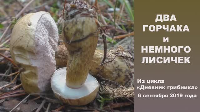 Два горчака и немного лисичек...Дневник грибника 6 сентября 2019 года смотреть онлайн