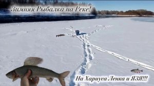 Зимняя Русская Рыбалка 2025 на 2026!!! На Хариуса, Ленка и ЯЗЯ!!!